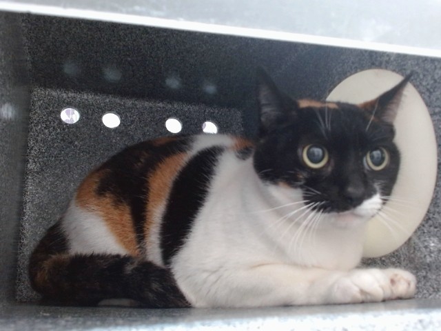 Shelter Stray Female Cat last seen , 2769 Conroy Rd, Orlando, FL 32839, USA