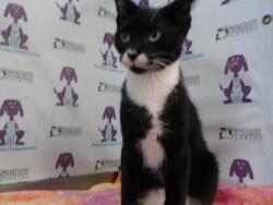 Shelter Stray Male Cat last seen , 2769 Conroy Rd, Orlando, FL 32839, USA
