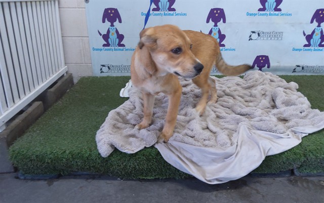 Shelter Stray Male Dog last seen , 2769 Conroy Rd, Orlando, FL 32839, USA