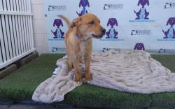 Shelter Stray Male Dog last seen , 2769 Conroy Rd, Orlando, FL 32839, USA