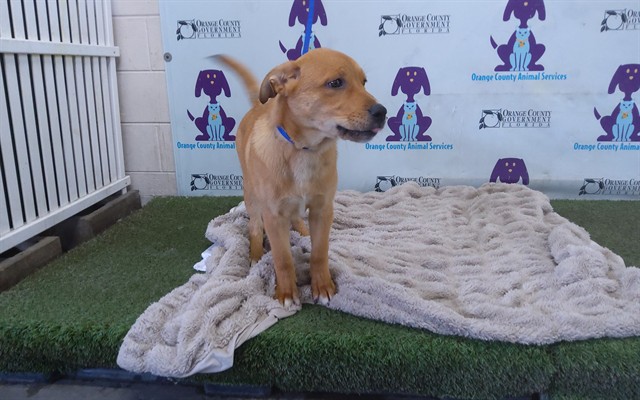 Shelter Stray Male Dog last seen , 2769 Conroy Rd, Orlando, FL 32839, USA