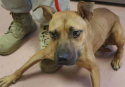 Shelter Stray Female Dog last seen Near BLOCK WILLIAMSBURG DR, 127 Humane Ln, Columbia, SC 29201, USA