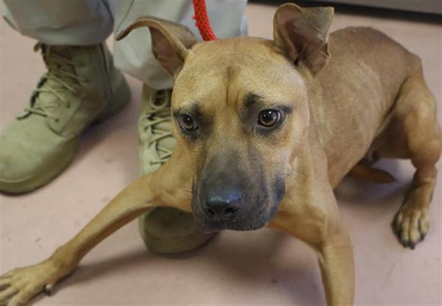 Shelter Stray Female Dog last seen Near BLOCK WILLIAMSBURG DR, 127 Humane Ln, Columbia, SC 29201, USA