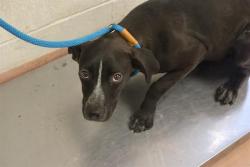 Shelter Stray Male Dog last seen Near BLOCK CONGAREE CHURCH RD, 127 Humane Ln, Columbia, SC 29201, USA