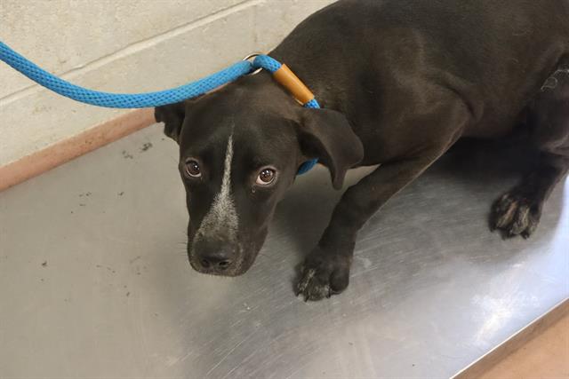 Shelter Stray Male Dog last seen Near BLOCK CONGAREE CHURCH RD, 127 Humane Ln, Columbia, SC 29201, USA