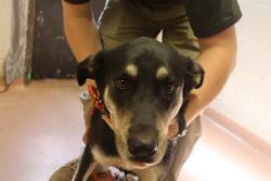 Shelter Stray Male Dog last seen Near BLOCK WYNETTE WAY, 127 Humane Ln, Columbia, SC 29201, USA