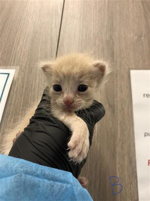 Shelter Stray Male Cat last seen Near BLOCK E SUSSEX WAY, FRESNO CA 93726 3973, 5277 E Airways Blvd, Fresno, CA 93727, USA