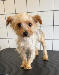 Shelter Stray Male Dog last seen , 11258 Garfield Ave, Downey, CA 90242, USA