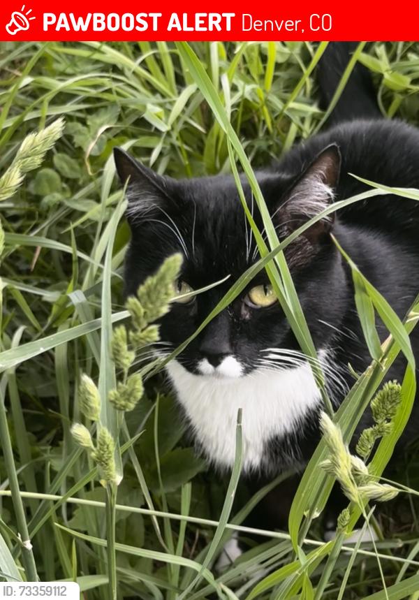 Lost Male Cat last seen Near s perry st, Denver, CO 80219