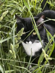 Lost Male Cat last seen Near s perry st, Denver, CO 80219
