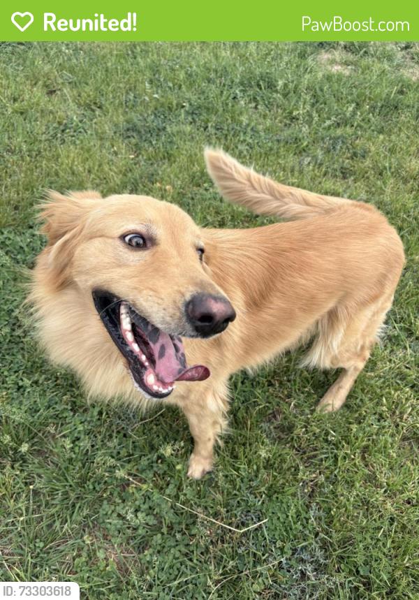 Reunited Male Dog last seen Near Mercury trail, Amarillo, TX 79118