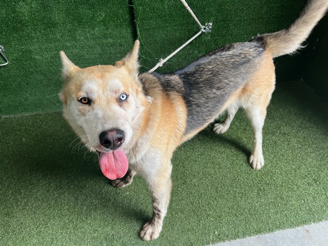Shelter Stray Male Dog last seen , 5210 W Ave I, Lancaster, CA 93536, USA
