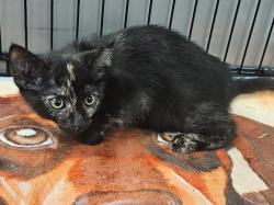Shelter Stray Female Cat last seen , 14409 Vanowen St, Van Nuys, CA 91405, USA
