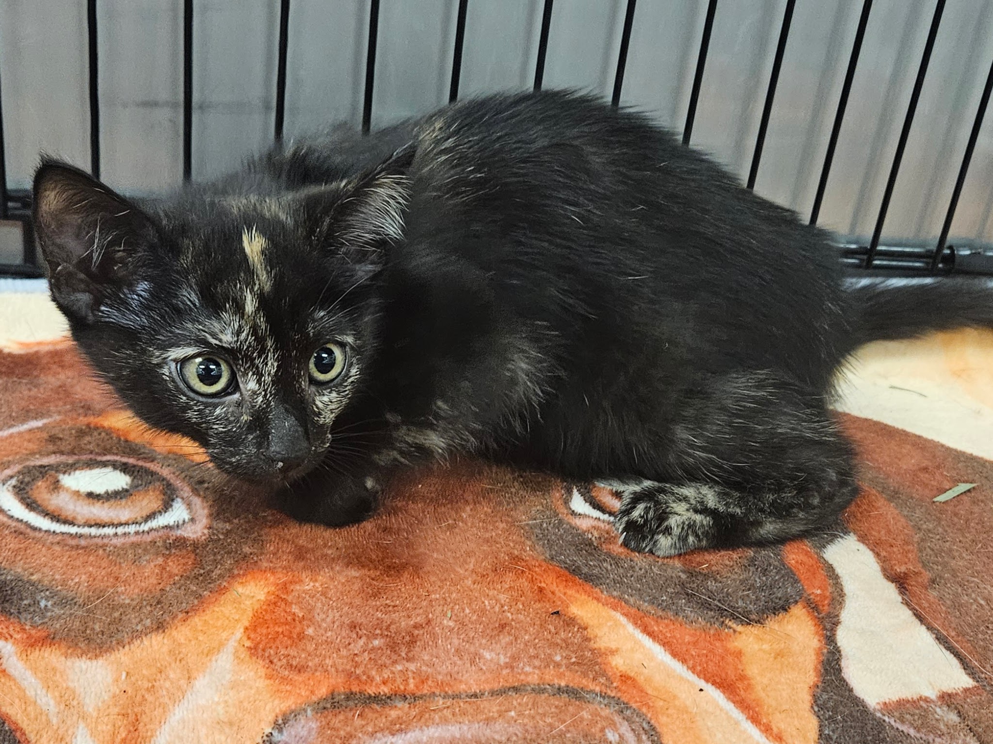 Shelter Stray Female Cat last seen , 14409 Vanowen St, Van Nuys, CA 91405, USA