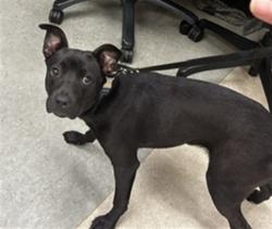 Shelter Stray Male Dog last seen , 14409 Vanowen St, Van Nuys, CA 91405, USA