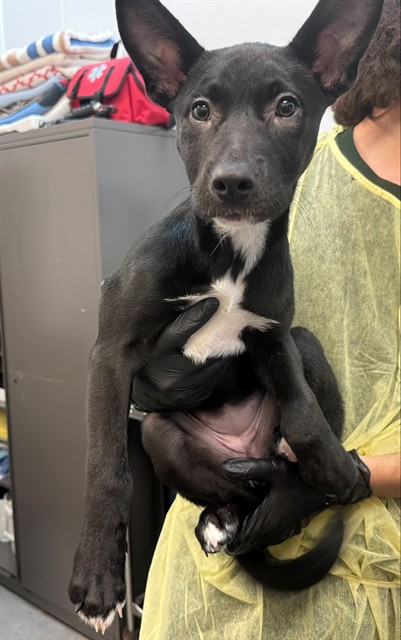 Shelter Stray Female Dog last seen , 4000 N Silverbell Rd, Tucson, AZ 85745, USA