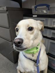 Shelter Stray Male Dog last seen , 4000 N Silverbell Rd, Tucson, AZ 85745, USA