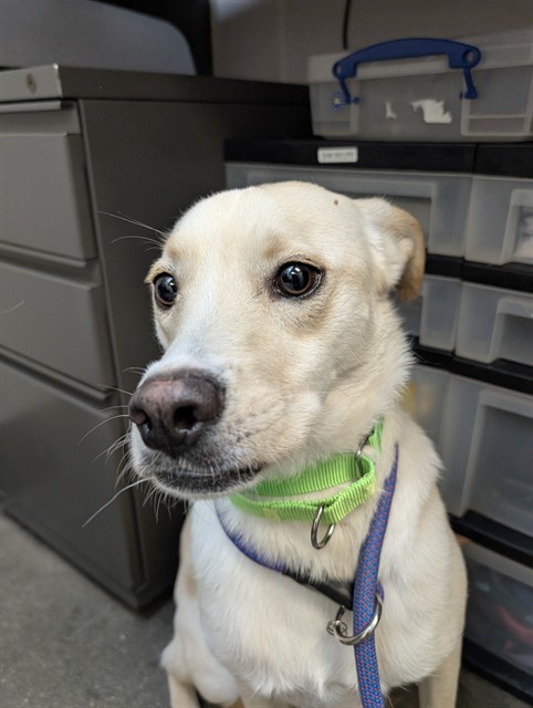 Shelter Stray Male Dog last seen , 4000 N Silverbell Rd, Tucson, AZ 85745, USA