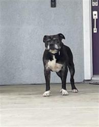 Shelter Stray Male Dog last seen Near BLOCK GREENOCK WAY, RIVERSIDE, CA, 6851 Van Buren Boulevard, Jurupa Valley, CA 92509, USA
