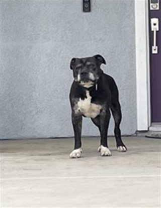 Shelter Stray Male Dog last seen Near BLOCK GREENOCK WAY, RIVERSIDE, CA, 6851 Van Buren Boulevard, Jurupa Valley, CA 92509, USA