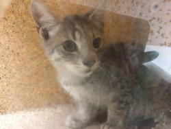 Shelter Stray Male Cat last seen Near BLOCK PHILBIN AVE, RIVERSIDE CA 92503, 6851 Van Buren Boulevard, Jurupa Valley, CA 92509, USA