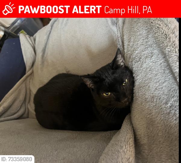 Lost Male Cat last seen N 29th and 30th Streets Camp Hill boro, Camp Hill, PA 17011