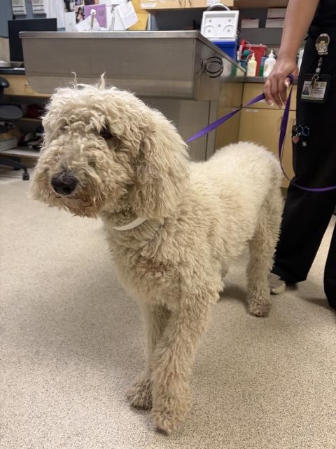 Shelter Stray Female Dog last seen CENTER ST//LA CADENA, RIVERSIDE, CA, 6851 Van Buren Boulevard, Jurupa Valley, CA 92509, USA