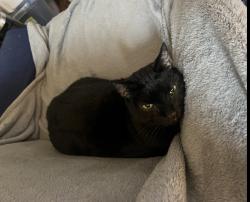 Lost Male Cat last seen N 29th and 30th Streets Camp Hill boro, Camp Hill, PA 17011
