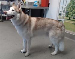 Shelter Stray Male Dog last seen 18TH/VAN NESS, 1419 Bryant St, San Francisco, CA 94103, USA