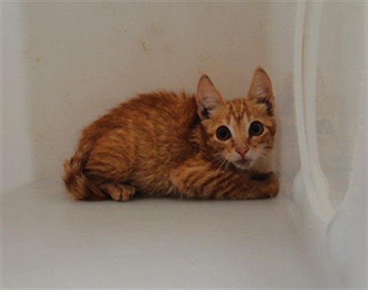 Shelter Stray Female Cat last seen RIO BRAVO AND ISLETA, 3001 2nd St SW, Albuquerque, NM 87105, USA