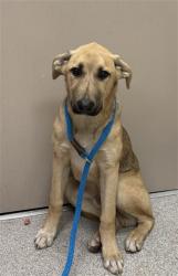Shelter Stray Male Dog last seen E STOCKTON BLVD / SHELDON RD, 9150 Union Park Way, Elk Grove, CA 95624, USA