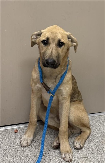 Shelter Stray Male Dog last seen E STOCKTON BLVD / SHELDON RD, 9150 Union Park Way, Elk Grove, CA 95624, USA