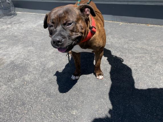 Shelter Stray Male Dog last seen , 3201 Lacy St, Los Angeles, CA 90031, USA