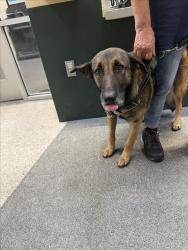 Shelter Stray Female Dog last seen , 3201 Lacy St, Los Angeles, CA 90031, USA