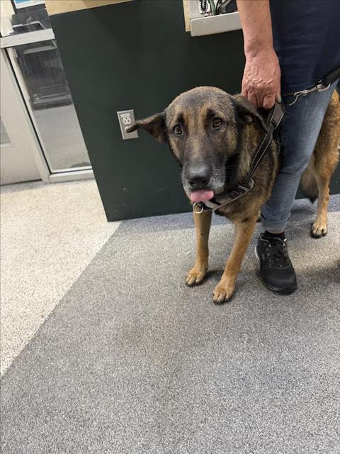 Shelter Stray Female Dog last seen , 3201 Lacy St, Los Angeles, CA 90031, USA