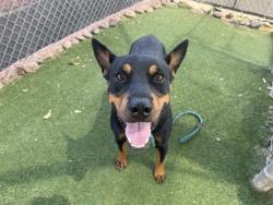 Shelter Stray Male Dog last seen LEWIS AVE AND 88TH AVE, 2500 S 27th Ave, Phoenix, AZ 85009, USA