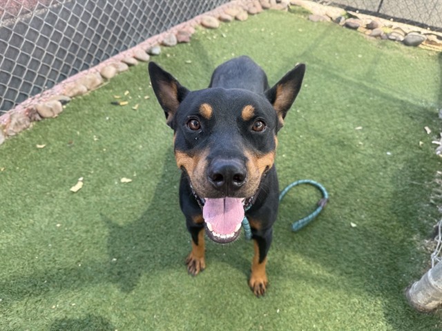 Shelter Stray Male Dog last seen LEWIS AVE AND 88TH AVE, 2500 S 27th Ave, Phoenix, AZ 85009, USA