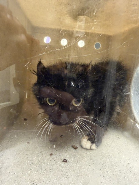 Shelter Stray Female Cat last seen Near BLOCK W KATHLEEN AVE, WEST VALLEY CITY UT 84120, 4522 W 3500 S, West Valley City, UT 84120, USA