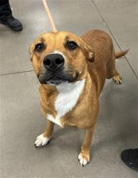 Shelter Stray Male Dog last seen OLIVE AVE AND 71ST AVE, 2500 S 27th Ave, Phoenix, AZ 85009, USA