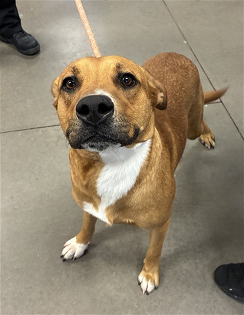 Shelter Stray Male Dog last seen OLIVE AVE AND 71ST AVE, 2500 S 27th Ave, Phoenix, AZ 85009, USA