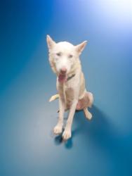 Shelter Stray Female Dog last seen , 38550 Sierra Hwy, Palmdale, CA 93550, USA