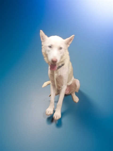 Shelter Stray Female Dog last seen , 38550 Sierra Hwy, Palmdale, CA 93550, USA