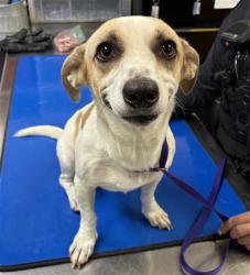 Shelter Stray Male Dog last seen N 67TH AVE AND W SIERRA ST, 2500 S 27th Ave, Phoenix, AZ 85009, USA