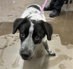 Shelter Stray Female Dog last seen W THUNDERBIRD RD AND N RIO VISTA BLVD, 2500 S 27th Ave, Phoenix, AZ 85009, USA