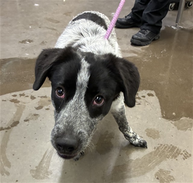 Shelter Stray Female Dog last seen W THUNDERBIRD RD AND N RIO VISTA BLVD, 2500 S 27th Ave, Phoenix, AZ 85009, USA