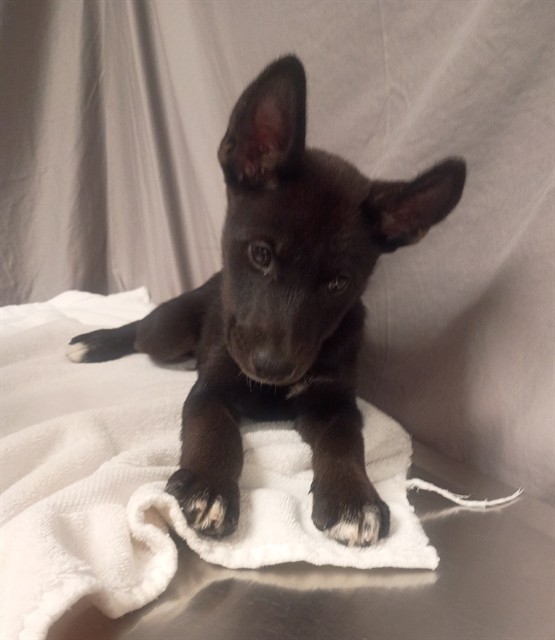 Shelter Stray Male Dog last seen , 38550 Sierra Hwy, Palmdale, CA 93550, USA