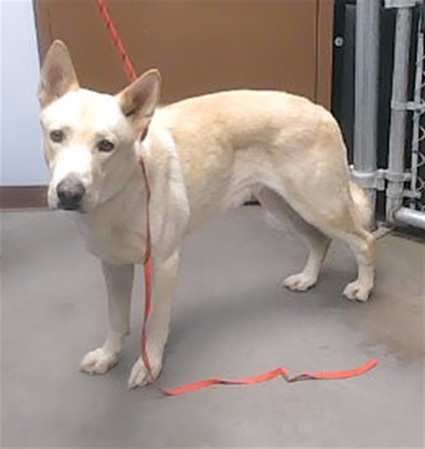 Shelter Stray Male Dog last seen Near BLOCK W GEORGE AVE, 2500 S 27th Ave, Phoenix, AZ 85009, USA