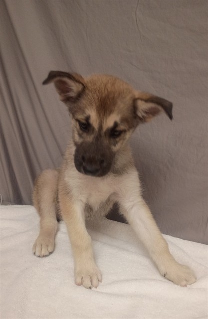 Shelter Stray Male Dog last seen , 38550 Sierra Hwy, Palmdale, CA 93550, USA