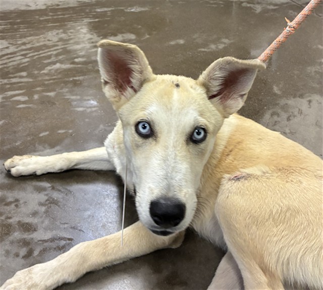 Shelter Stray Male Dog last seen INDIAN SPRINGS RD AND EL MIRAGE RD, 2500 S 27th Ave, Phoenix, AZ 85009, USA