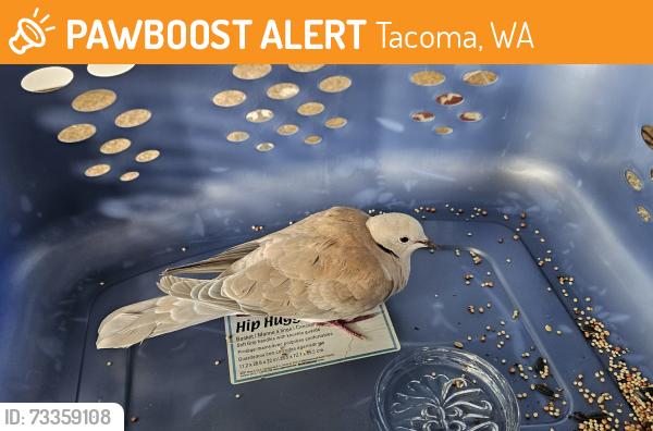 Found/Stray Unknown Bird last seen Wapato Park, Tacoma, WA 98402